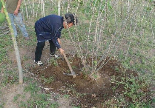 全株含毒的木薯,却被称为“淀粉之王”,养活全球6亿人