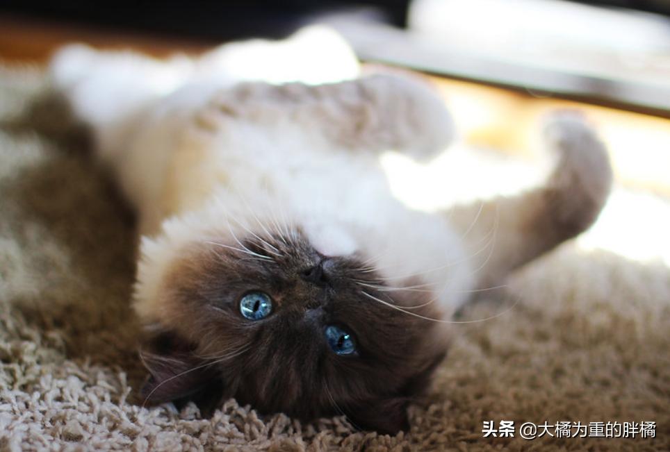 懒猫是如何养成的,怎么训练懒猫性格