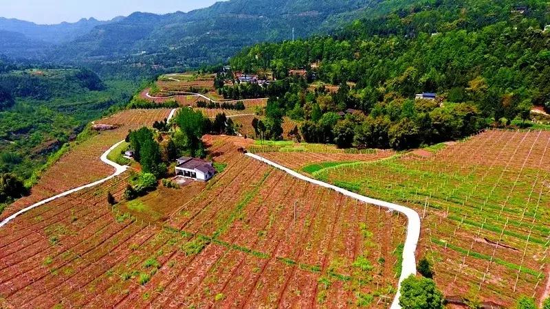 四川省通江县的特色,通江县特色