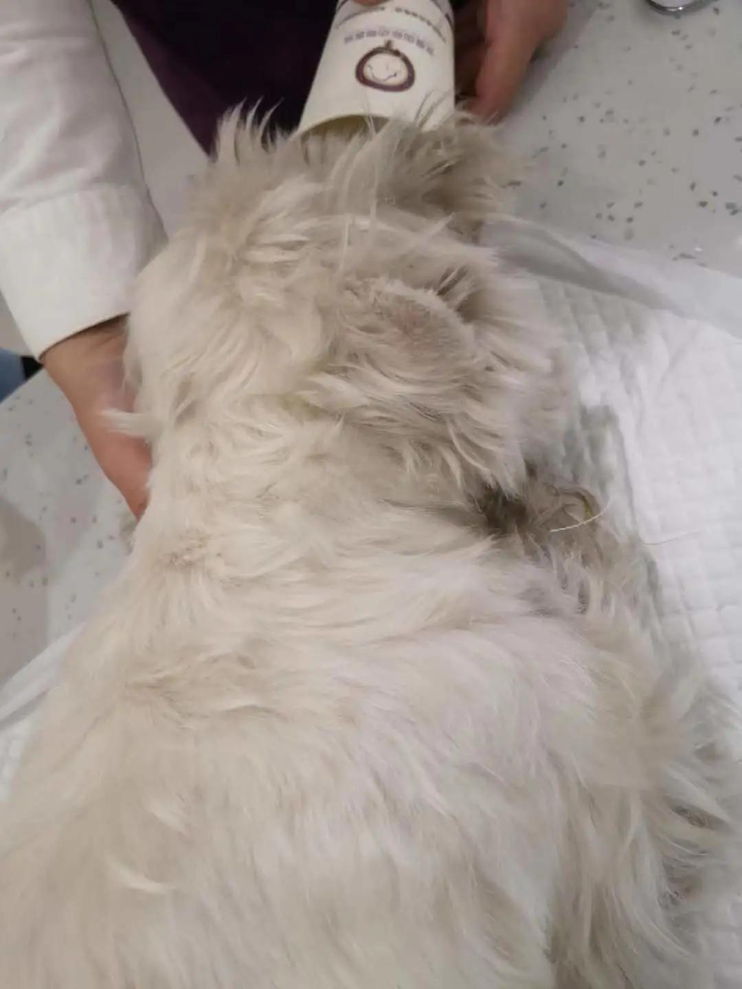 如果狗身上有虱子应该怎么办,如果狗狗身上有虫子怎么办