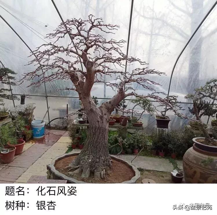 山东盆景艺术大师王桂华,金艳盆景精品欣赏