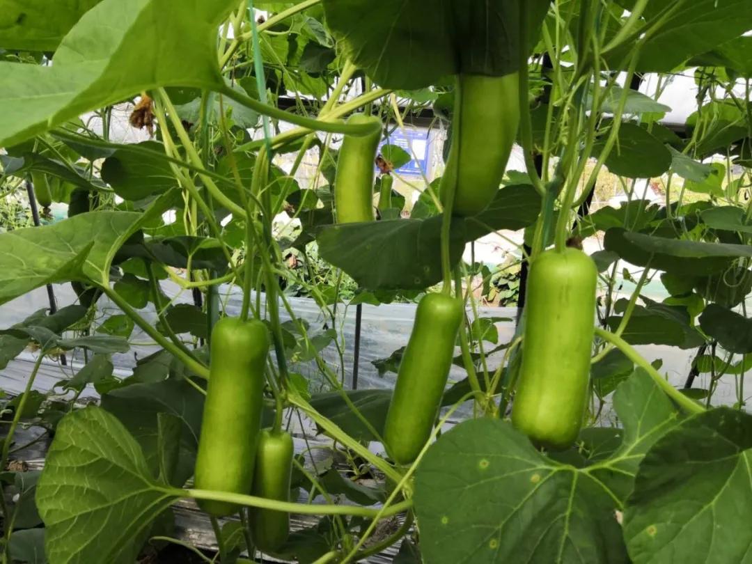 麒麟瓜种植成本与利润,瓠瓜种植收益