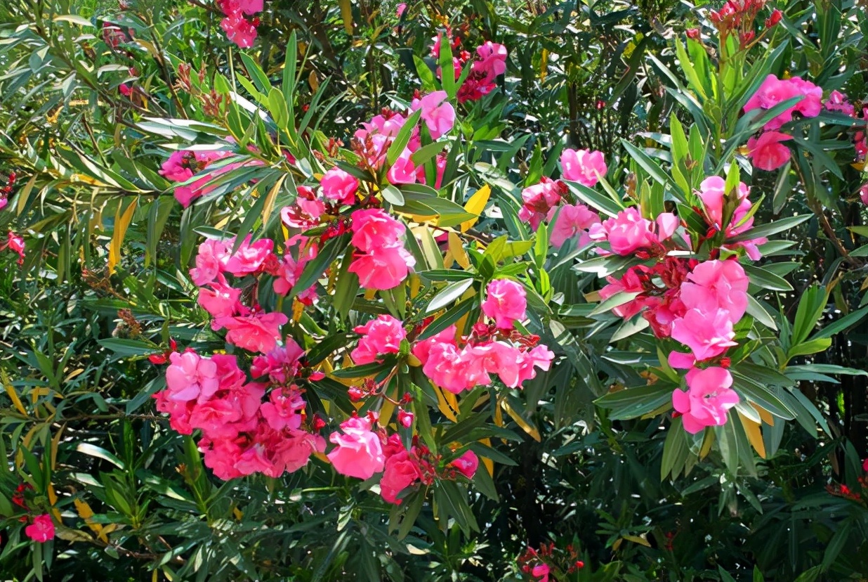 20种大毒花很多人养了却不知有毒,常见的4种毒花