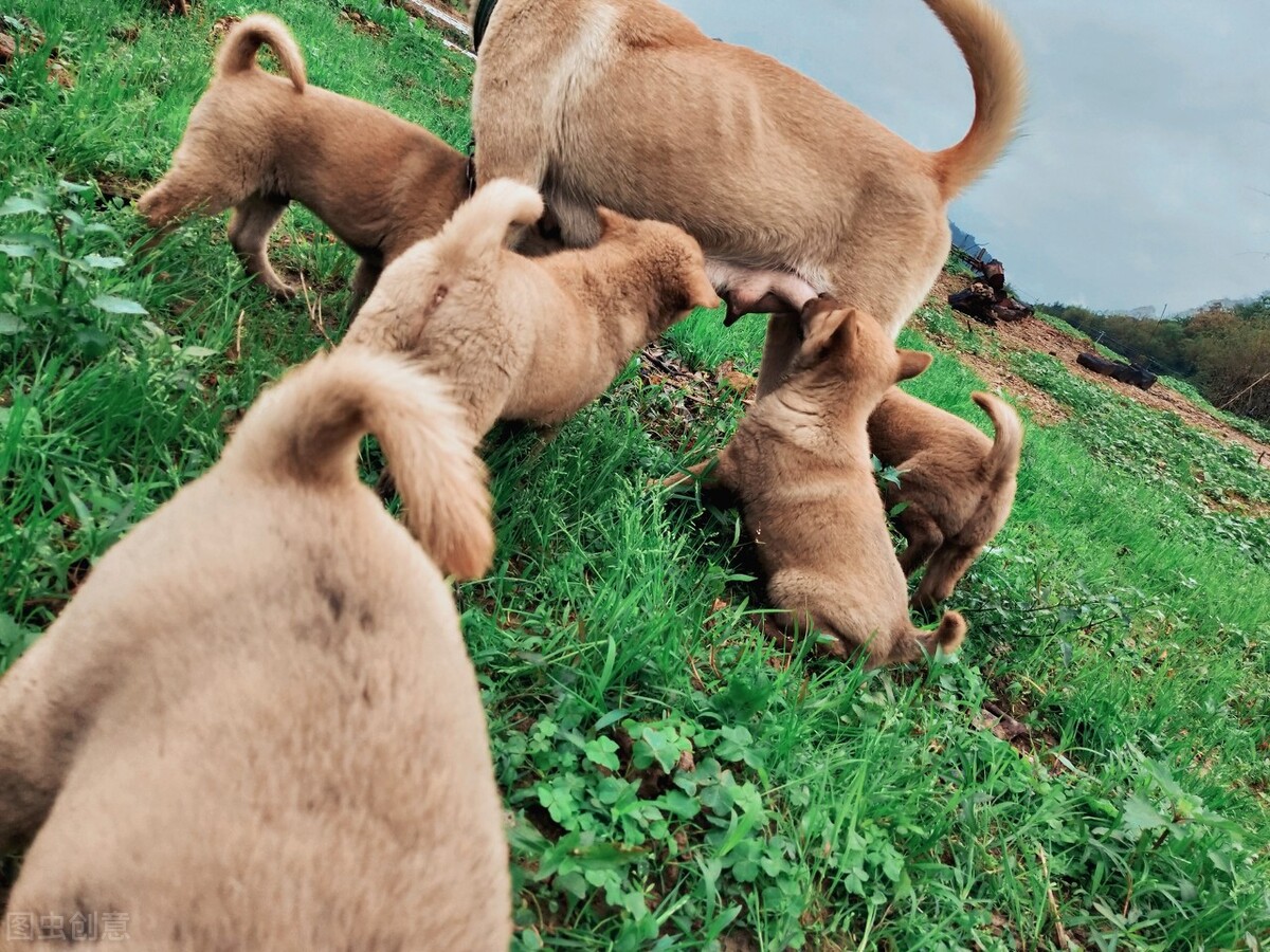 金毛越养越瘦是怎么回事,金毛为什么越来越瘦