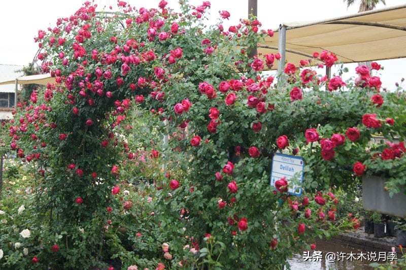 最好种植的藤本月季，种下一颗小苗，收获一片花海