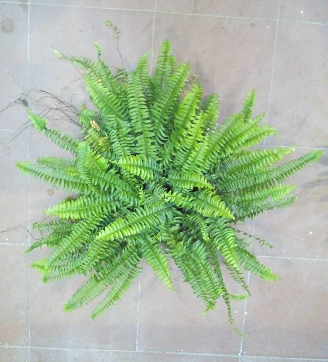 三种花最养人高端大气有档次,3种花便宜又好养