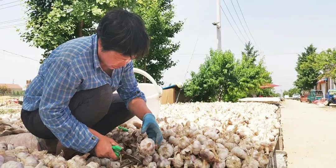 “蒜”你牛!竟治好了乾隆的痢疾症