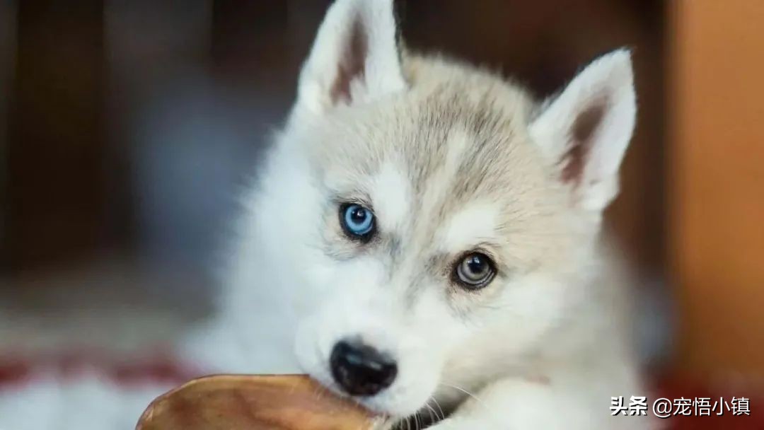 成犬狗狗翻肠子什么意思,狗狗翻肠子是什么原理