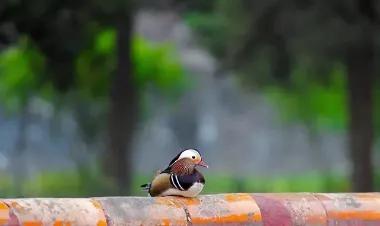 惊艳千年的四十句诗,这些诗句超美却很冷门鲜有人知