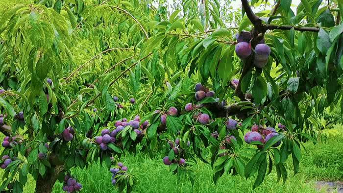 为什么李子不甜,李子为啥不能多吃