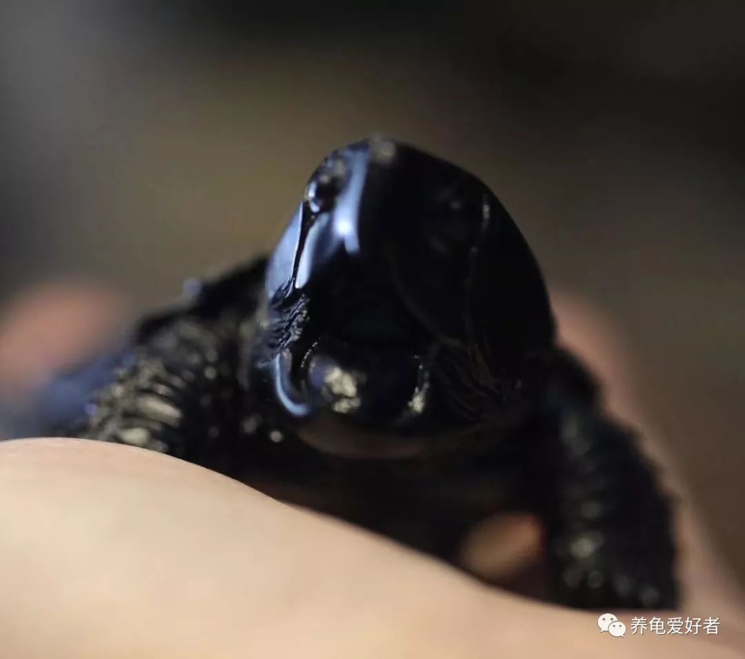 养乌龟需要注意哪些事情和细节,乌龟饲养技巧及注意事项