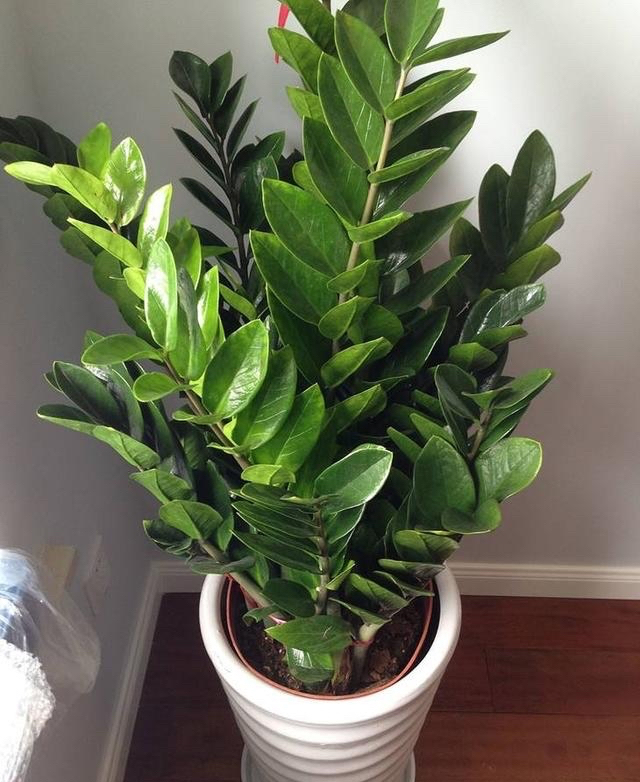 金钱树要怎样养才越养越漂亮,金钱树要怎么养才容易养活视频