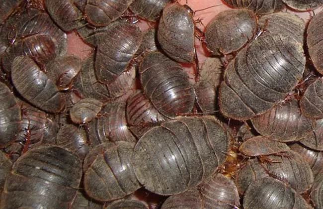 2022年土元养殖前景,土元养殖技术视频