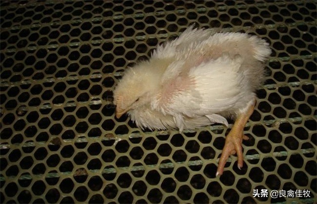 鸡脚软要喂什么药,鸡脚软无力怎么救