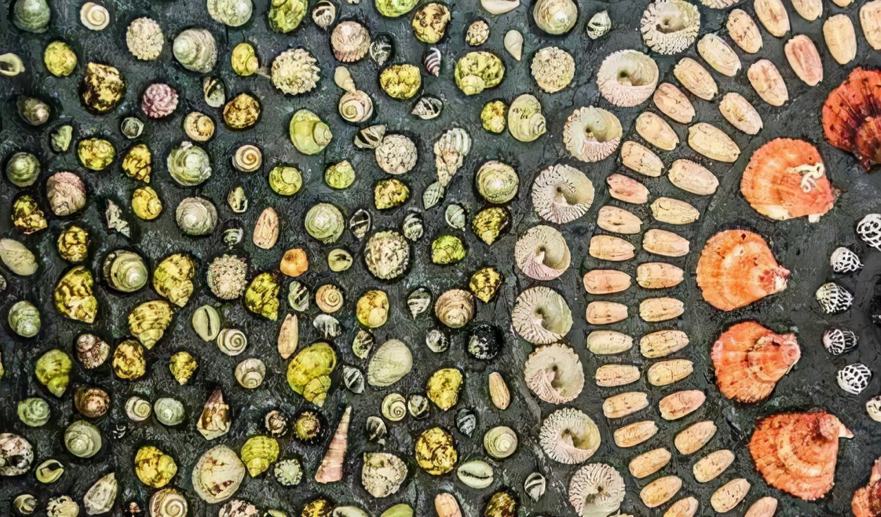 世界第一贝壳造房,中国第一贝壳楼