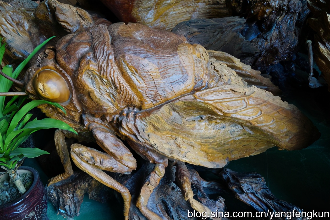 世界上最大的蜗牛介绍,全世界最大的蜗牛