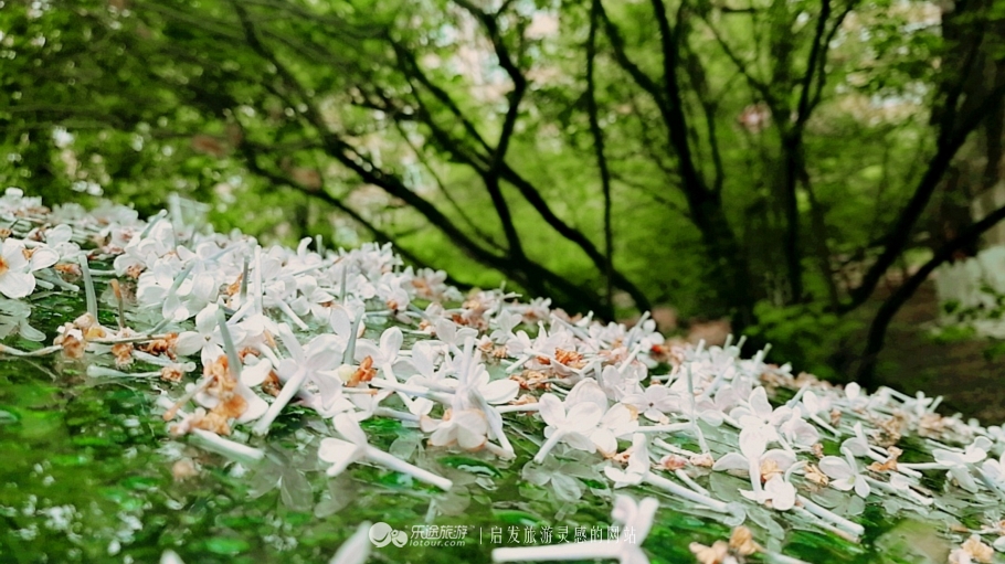 丁香雨女声版,丁香鱼喻越越