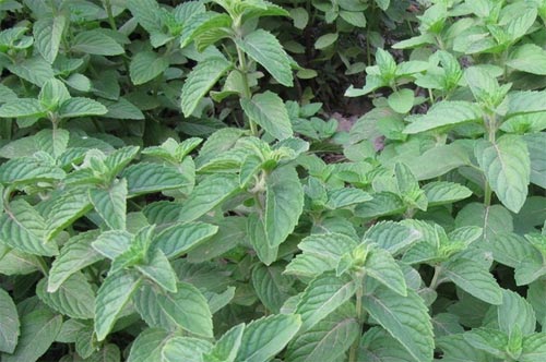 陌上薄荷沁野香,采叶为茶,串花叠韵