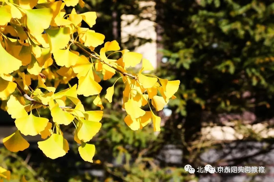 北京所有小学排名一览表,北京30所小学排名一览表