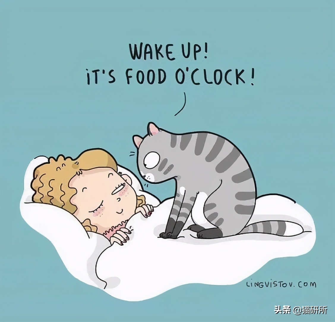 猫咪总是打扰主人吃饭怎么办,猫咪总是打扰我睡觉怎么办