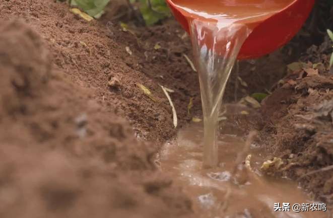 金银花得了枯枝病图片,金银花有枯枝怎么办