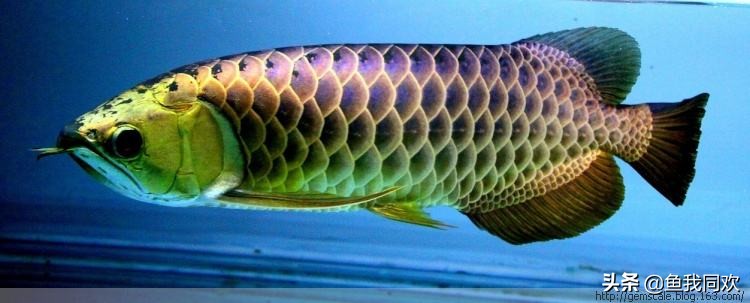 养鱼怎么看放多少,养鱼怎么看缺不缺氧