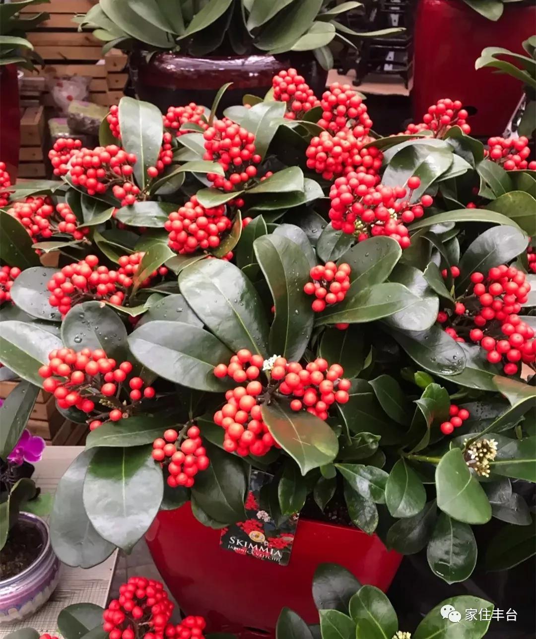 小编整理！丰台四大花市逛买攻略！春节就要这喜庆劲儿