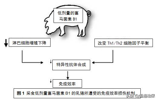 霉菌毒素对母猪造成哪些危害,母猪带毒的危害以及解决措施