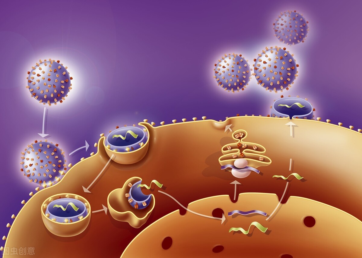 hpv感染要怎样避免传染给家人,感染了hpv病毒怎样避免与家人传染