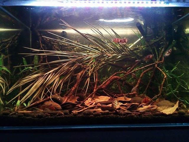 什么是老缸,老缸有裂纹怎样补救