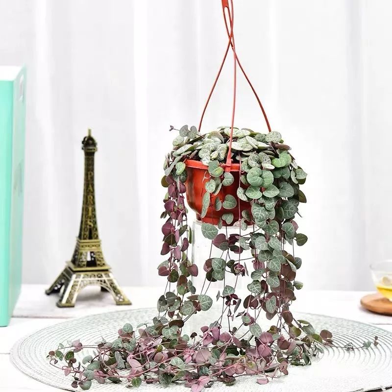 94种常见唯美观叶植物,会开花的绿色硬叶植物