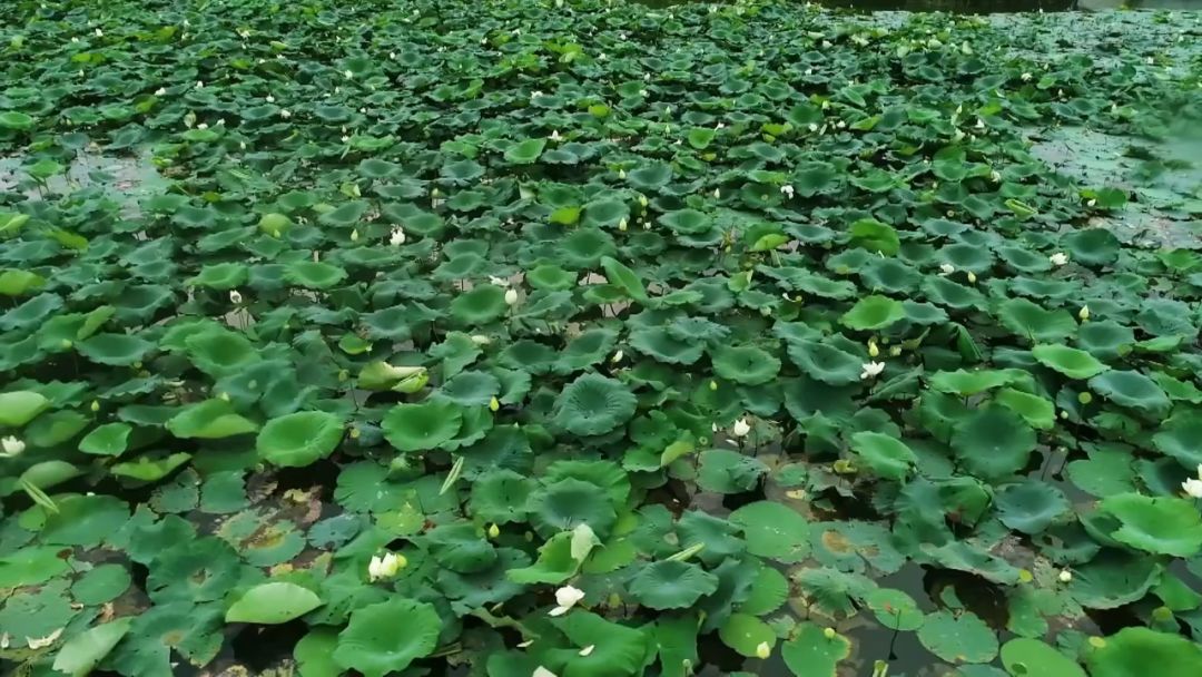 閮戝窞椋為笩瀹跺洯鍥剧墖澶у叏,閮戝窞椋為笩瀹跺洯椋庢櫙