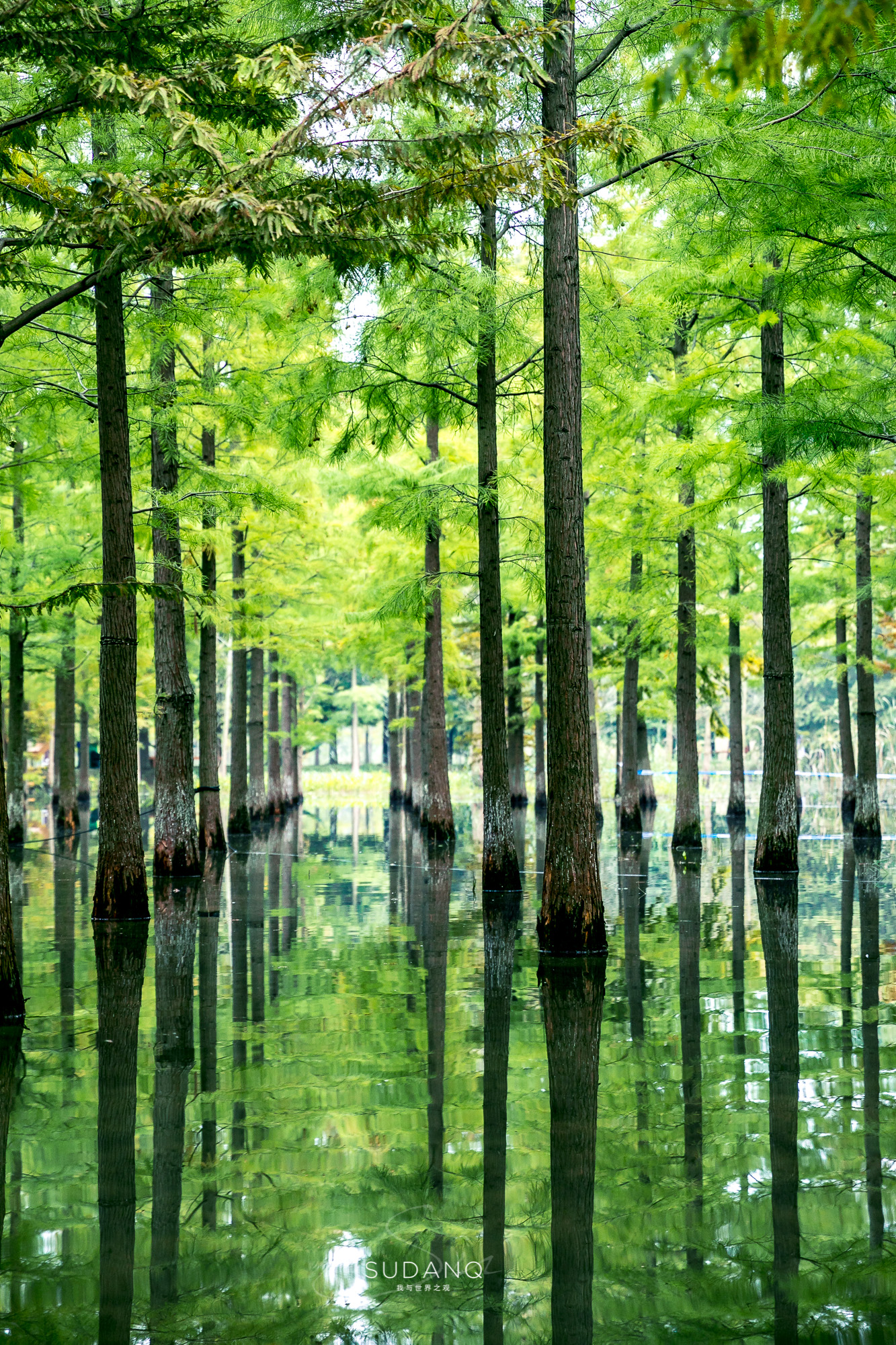 江苏泗洪的风景,江苏的苏南和苏北有什么区别