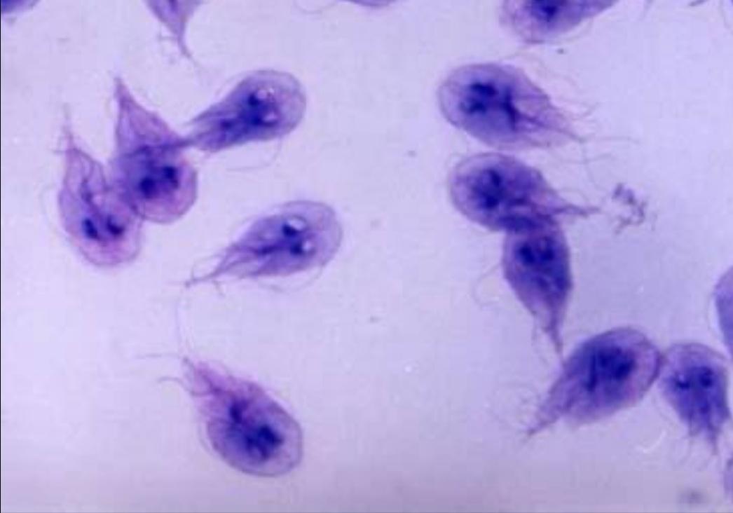 猫狗身上的寄生虫大全,猫狗常见的寄生虫有哪些