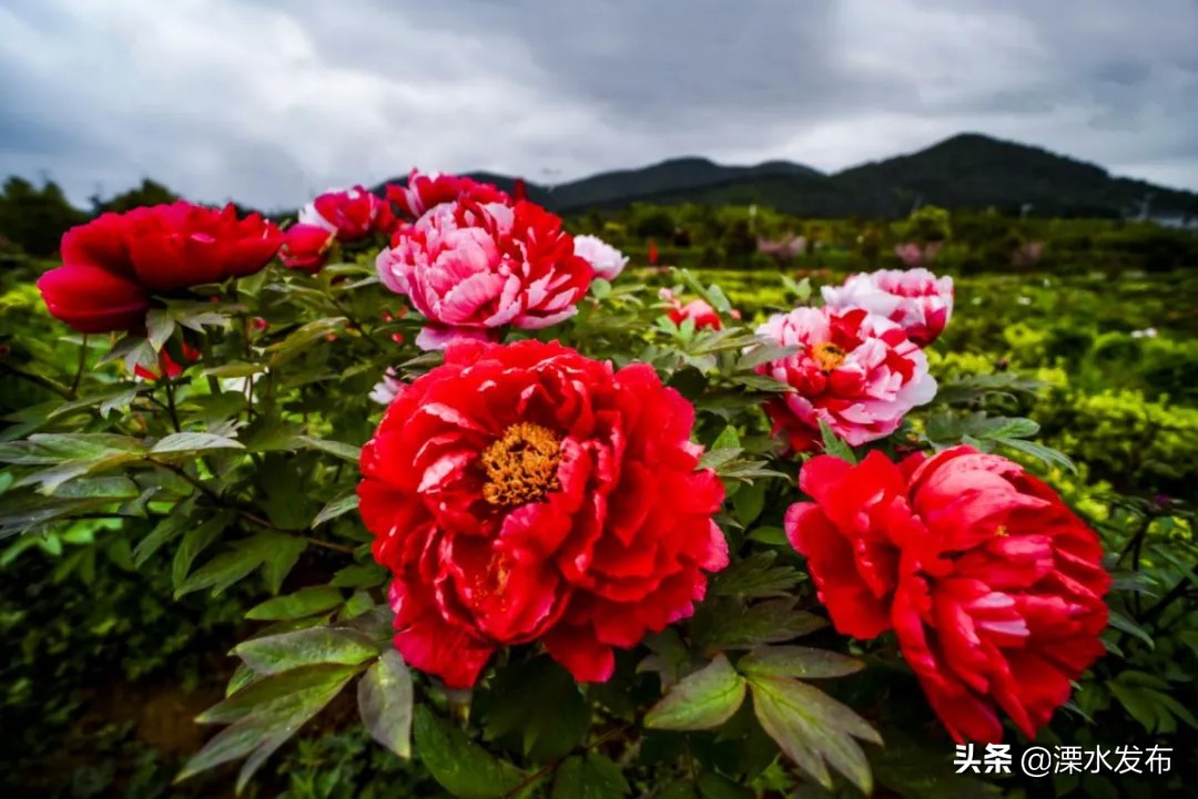 快收藏!溧水两条春日宝藏线路来了~