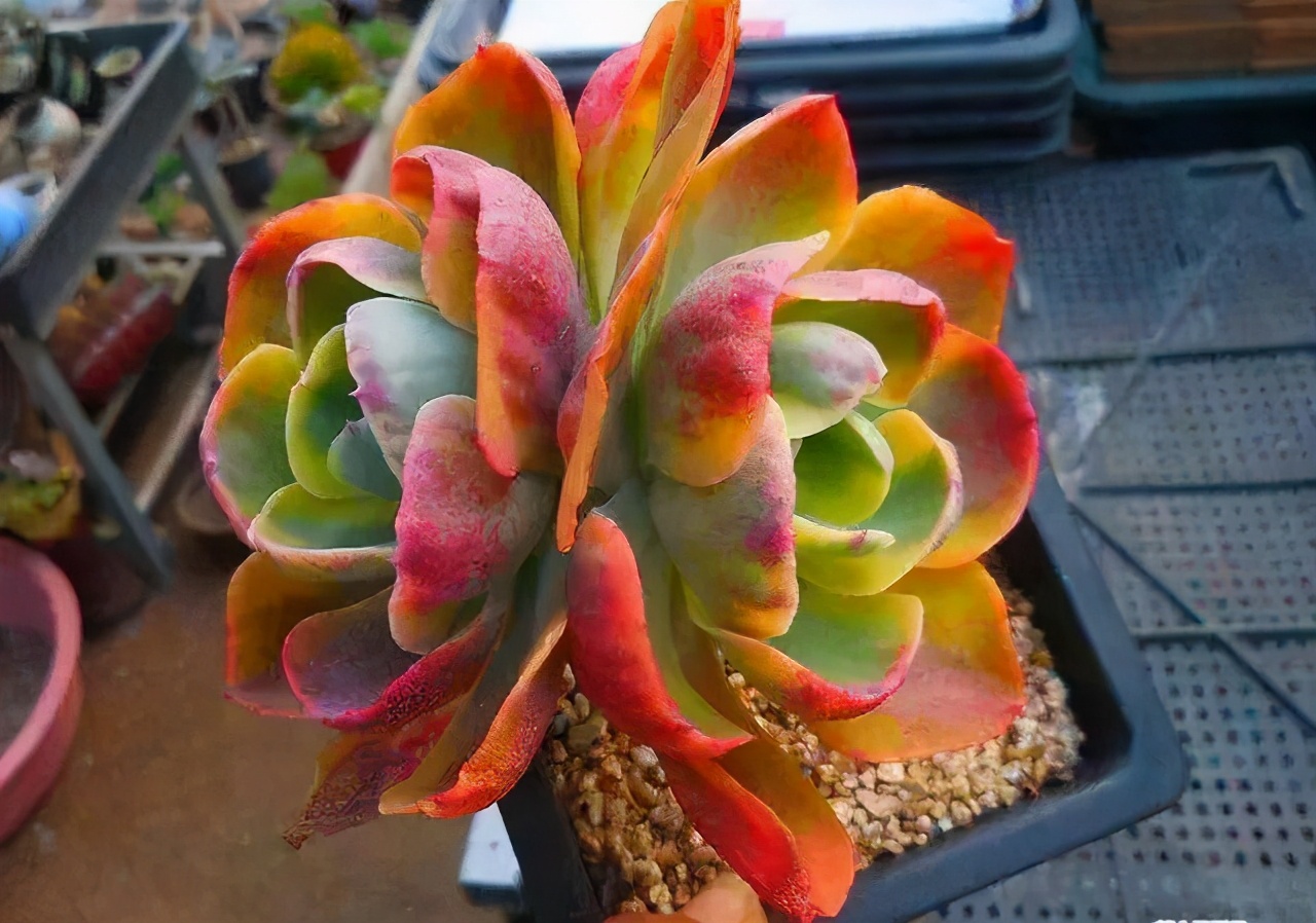 多肉容易养成老桩都有哪些品种,多肉老桩欣赏最新