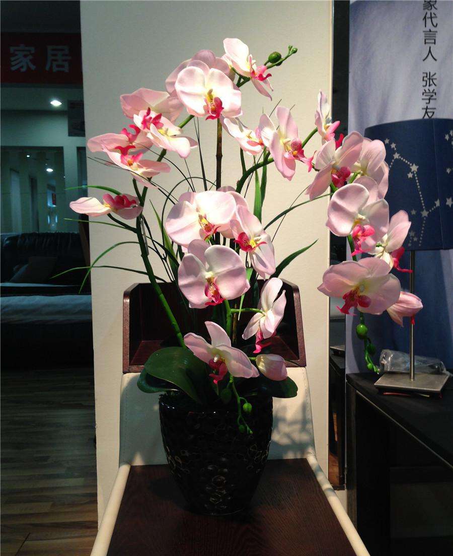 蝴蝶兰不用水苔只用石头,新手入门蝴蝶兰买了二十多盆了