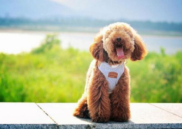 饲养泰迪犬对人好不好,饲养泰迪犬的9大致命错误