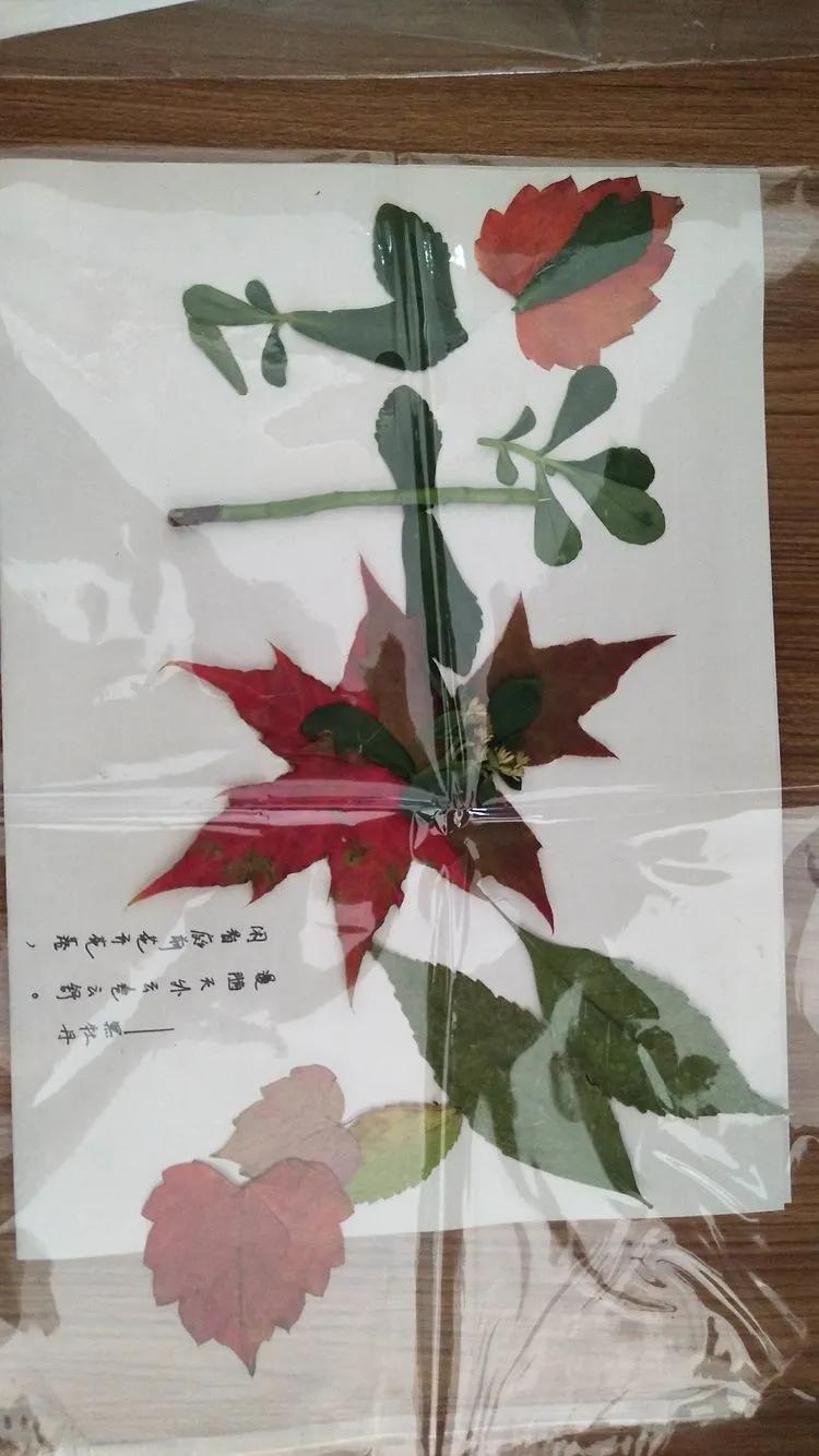 育才中学美丽校园,阜新市育才中学照片