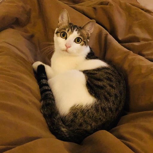 中华田园猫和狸花猫有什么区别,古代中华田园猫排行