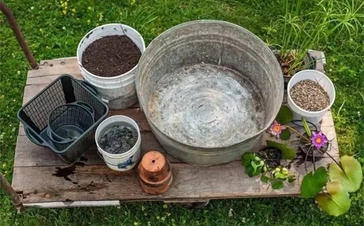 废桶旧盆里添水种花，10分钟成水景，细水长流富贵一生
