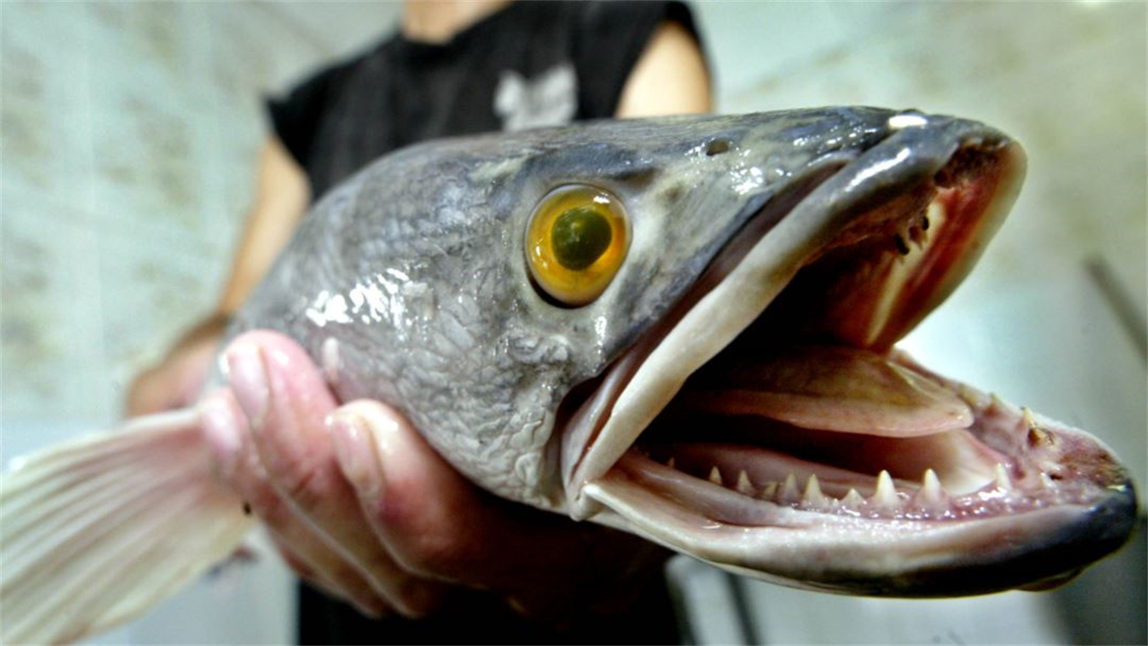 “蛇头鱼”在美国泛滥成灾，花费8亿美元治理，甚至不惜抽干湖水