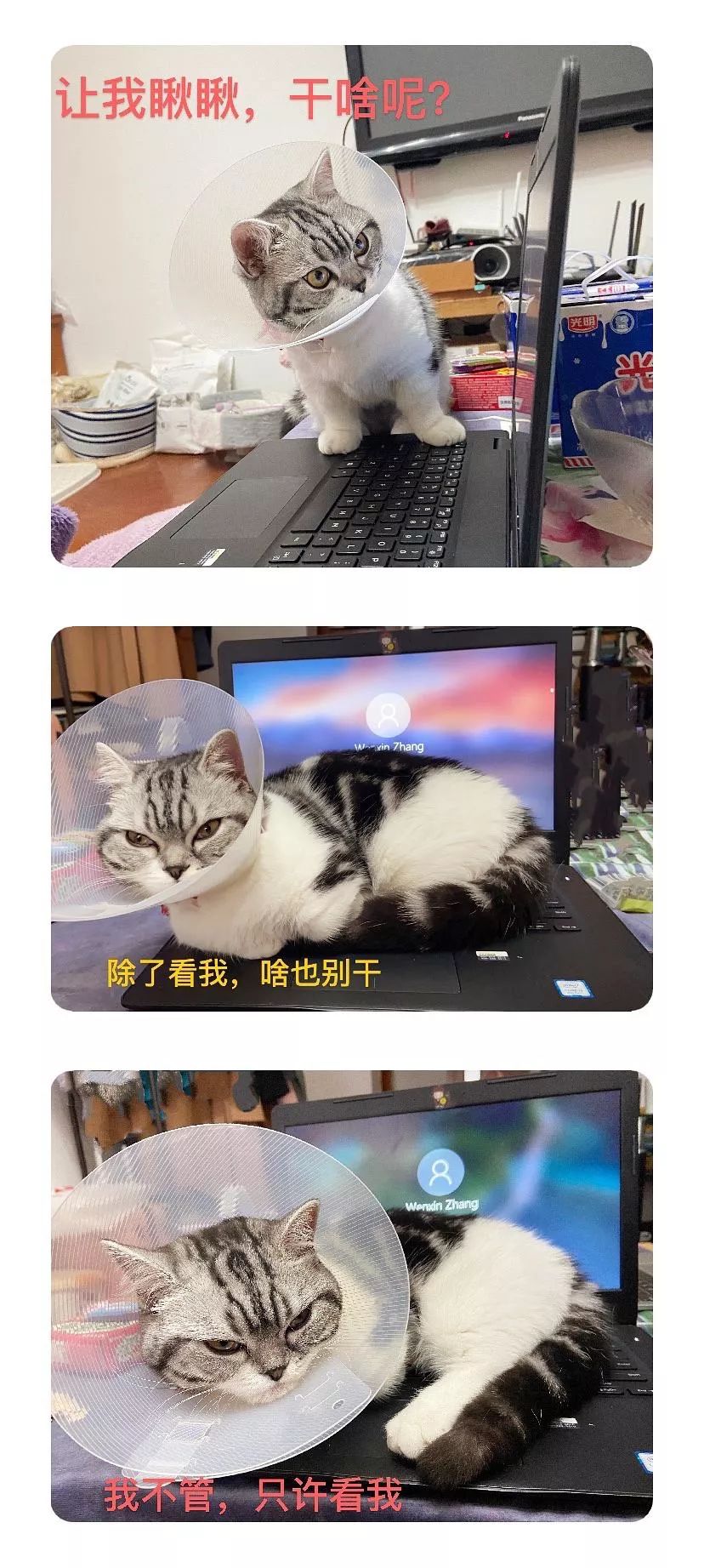 视频会议不小心点到开麦怎么办,视频会议看不到屏幕共享