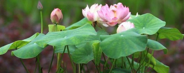 碗莲种子种植需要什么花盆,碗莲种子种植方法全过程