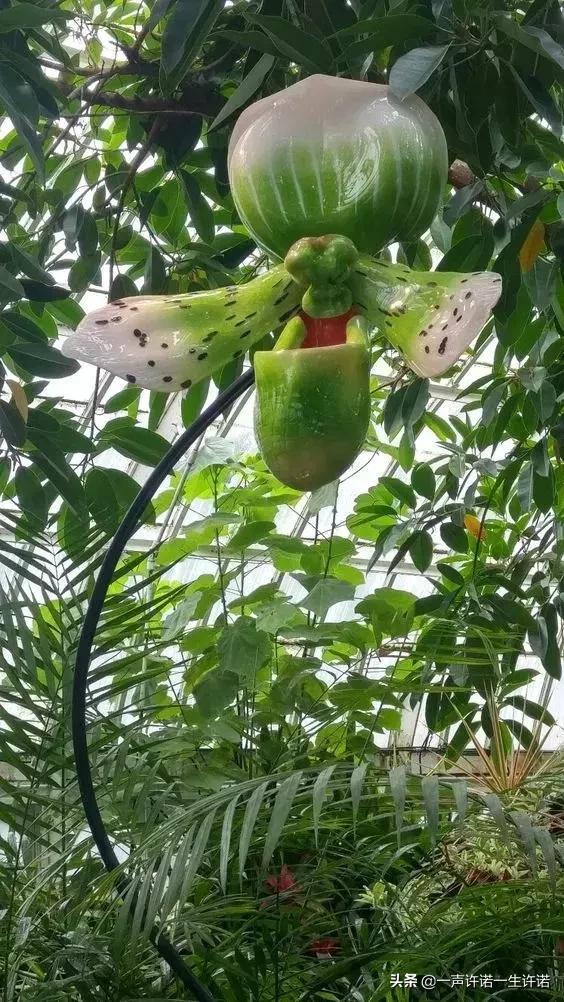 从未见到的怪花,从没见过的奇花