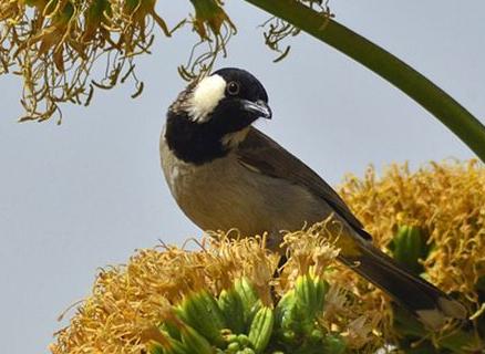 东江揽胜,惠州淡水常见鸟类图谱