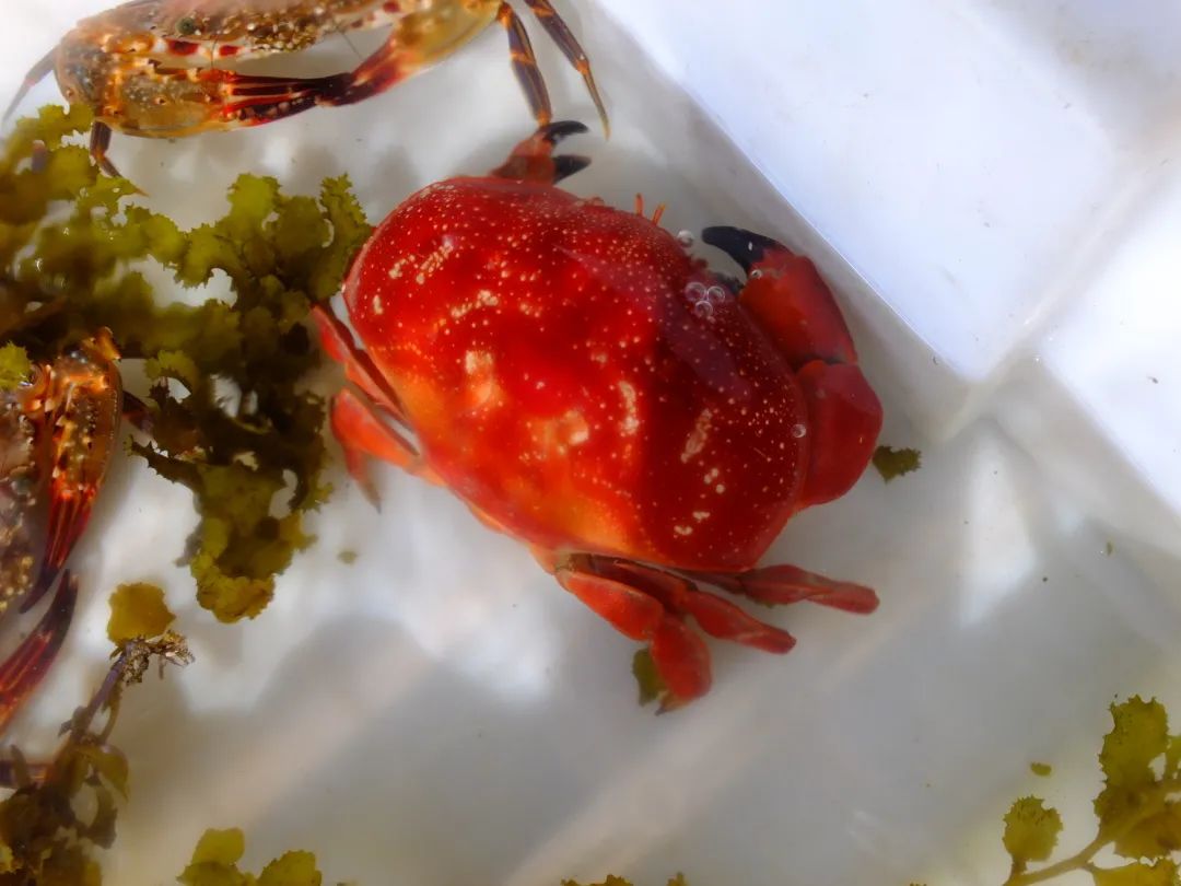 吃螃蟹会有寄生虫进入大脑吗,吃螃蟹会造成病毒感染吗