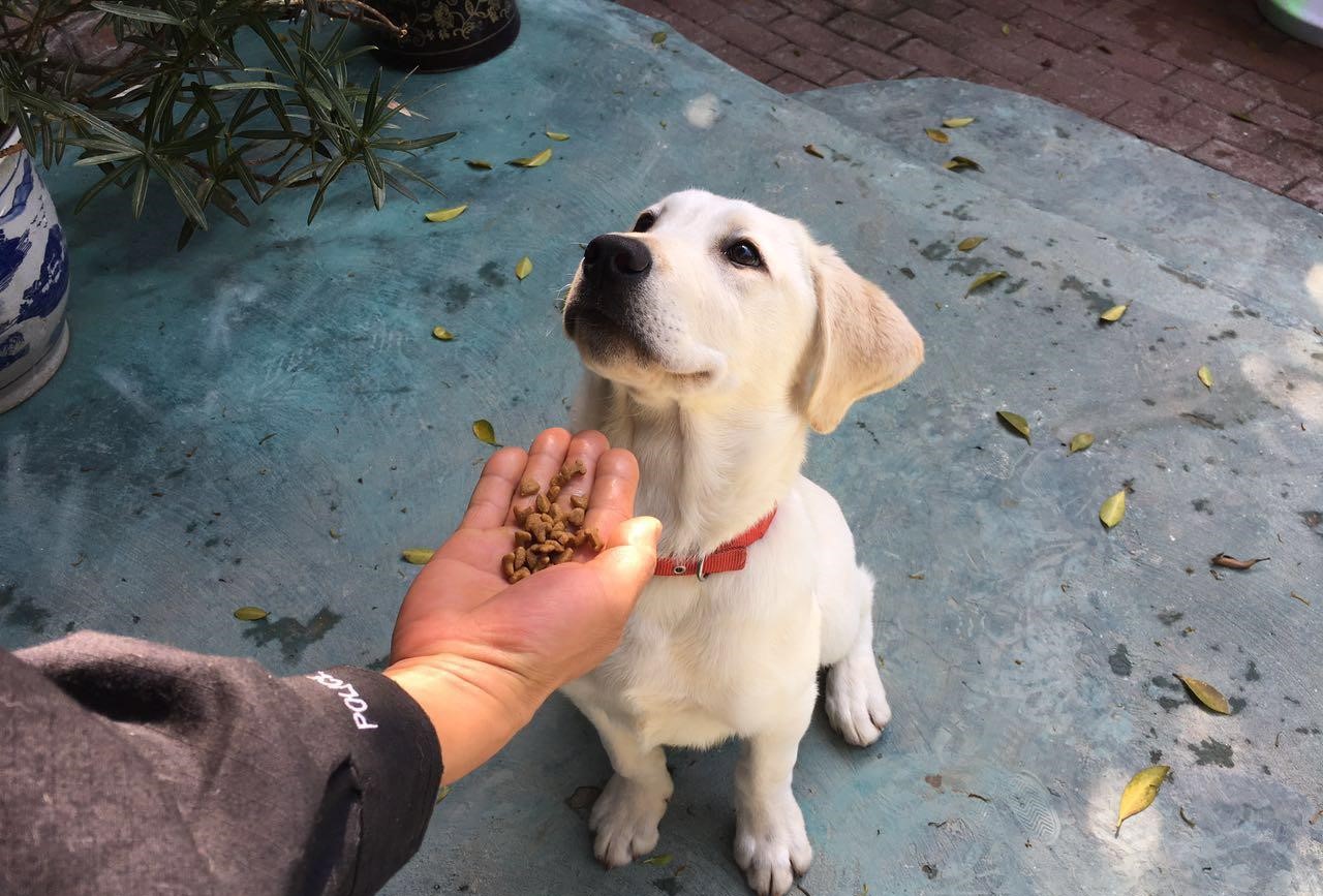 训练狗狗没零食就不听话,训练狗狗的零食