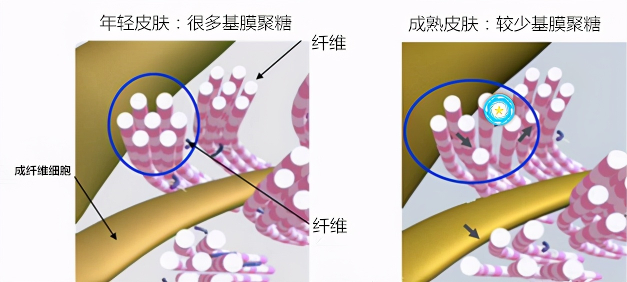 肉豆蔻酰五肽-17，CAS：959610-30-1也叫睫毛肽