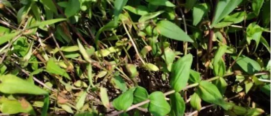 未来中药材种植是什么,中国现在的中药材种植情况